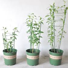 Learn to recognize which plants do what, so you can choose the right kind of trellis or support. Garden Plant Flower Support Climbing Conical Trellis Frame Shopee Philippines