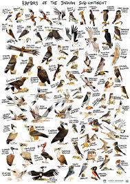 A raptor bird (also known as a bird of prey) is any of the birds that are actively predatory birds. Green Humour Raptors Of The Indian Subcontinent