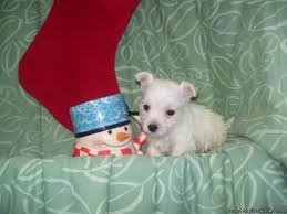 Find boston terrier puppies in canada | visit kijiji classifieds to buy, sell, or trade almost anything! West Highland Terrier Price 400 For Sale In Birch Run Michigan Best Pets Online