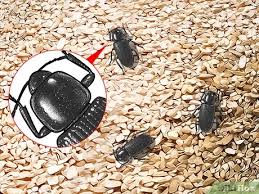 31 votes) bed bug shells are relatively rigid. 3 Ways To Identify Beetles Wikihow
