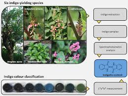 Image result for Indigofera erythrogramma