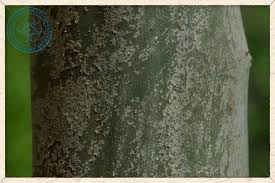 Image result for Cordia monoica