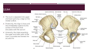 Check spelling or type a new query. Anatomy Of Hip And Lower Limb Bones
