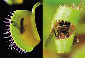 How do these fascinating, yet strange plants live their lives? Killer Plants Geometry Article For Students Scholastic Math Magazine