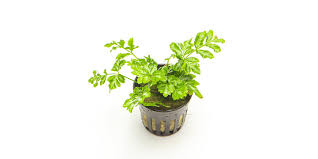 Image result for Pteris preussii