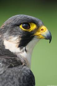 Pin By Sara Kabariti Art On Unique Facts And Information Peregrine Falcon Birds Of Prey Beautiful Birds