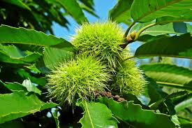 We did not find results for: Gsp Celestial Chestnut Tree Greenwood Nursery