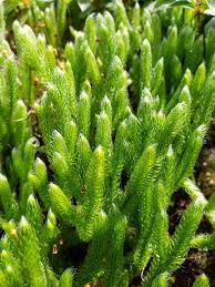 Image result for Lycopodium clavatum