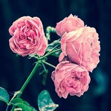 Breast cancer is an invasive tumor that develops in the mammary gland. 19 Fundraising Ideas For Breast Cancer Treatment Awareness