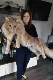 Today, maine coons are the third most popular breed in the united states and are highly prized in europe and japan, too. Pin On Animals