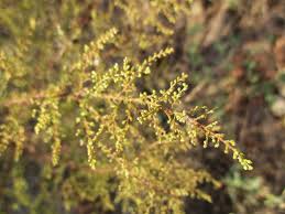 Image result for Dewildemania filifolia