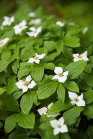 Image result for Cornaceae