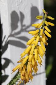 Image result for Aloiampelos tenuior