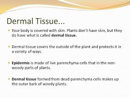 Thus, it is all likely plant sense can be explained in the same way any organism's senses can be explained, as being a product of evolution. Plant Tissues Basic Cell Types Ppt Video Online Download
