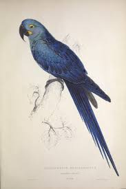 Illustrations Of The Family Of The Psittacidae Or Parrots Illustrations Of The Family Of Psittacidœ Or Parrots Biodiversity Heritage Library Bird Illustration