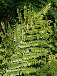 Image result for Didymochlaena truncatula