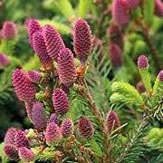 Nice red cones fill the tips in the spring, then maturing to brown by find red cone spruce (picea abies 'acrocona') in detroit ann arbor dearborn royal oak bloomfield michigan mi at english gardens (norwegian spruce). Picea Abies Pusch Norway Spruce Baltic Whitewood Dwarf Norway Spruce Care Plant Varieties Pruning Advice