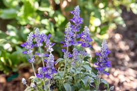 Offers.com is supported by savers like you. 10 Popular Species Of Salvia Plants