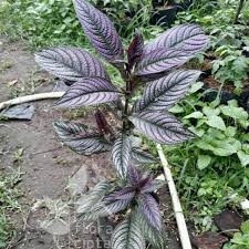 Khasiat dan manfaat daun karuk. Tanaman Kejibeling Pecah Beling Ungu Obat Herbal Shopee Indonesia