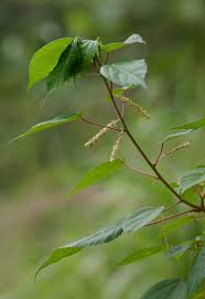 Image result for Acalypha ornata