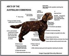 Cobberdog puppies, feeding cobberdogs, grooming cobberdogs. 21 Future Dog Ideas Australian Labradoodle Puppies Labradoodle