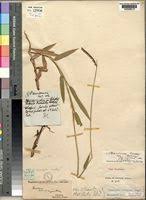 Image result for Urochloa oligobrachiata