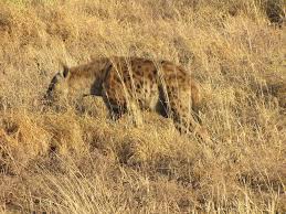 We did not find results for: Amboseli Sopa Lodge Wt Safaris