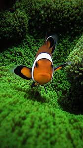 Find the best fish wallpaper on wallpapertag. Clown Fish Iphone Wallpaper Free Hd Backgrounds