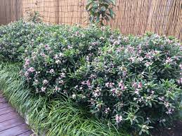 We did not find results for: Daphne Spring Pink Eternal Fragrance