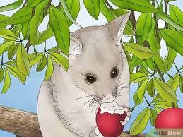 We did not find results for: 4 Ways To Deter Possums From Your Garden Wikihow