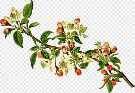 We did not find results for: Malus Sieversii Apple Branch Fruit Tree Apple Blossom Material Happy Birthday Vector Images Green Apple Flower Png Pngwing