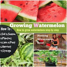 Quick guide to growing watermelon plant watermelon from late spring to early summer, once soil temperatures reach 70° f or above. Growing Watermelon How To Grow Watermelon 7 Steps Stages