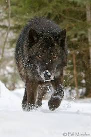 Timber Wolf Siyah Kurtlar Hayvanlar Alemi Hayvanlar