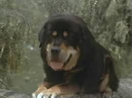 🐶 cutest dog & puppy pics on insta 👇 free dog training videos below bit.ly/train_mydog. Man S Best Friend Man S Best Friend 1993 Werewolves On The Moon