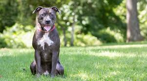 Welcome to the pack, the best xxl pitbull breeders in the business. Types Of Pitbulls Differences Appearances Traits Pictures