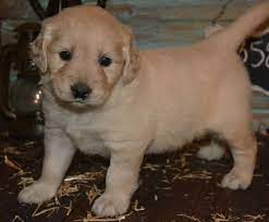 Maybe you would like to learn more about one of these? Golden Retriever Puppies For Sale Valencia Ca 245405