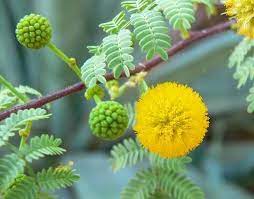 50 Acacia Arabica Seeds Gum Arabic Seeds Babul Egyptian Etsy Psychoactive Plants Tree Seeds Acacia