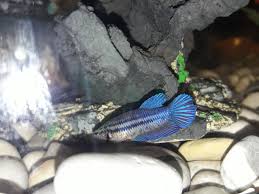 I have her with some anubias, guppy grass and a marino moss ball. How Old Is My Betta Fish Veiltail Female My Aquarium Club
