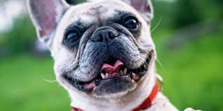 Dog boarding, daycare and grooming. Pet Friendly Fort Myers Hotel Holiday Inn Fort Myers Downtown Area