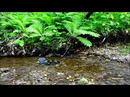 The Best Relaxing Sounds River And Birds Song In Nature Vol 3 Sounds To Relax Nature Sounds Nature Sound