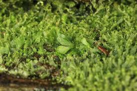 Image result for Sinopteridaceae