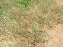 Image result for Leptochloa coerulescens