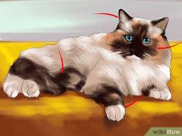 How To Identify A Ragdoll Cat 10 Steps With Pictures