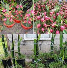 Make sure to use a sandy, well draining soil made for cactus plants. Growing Dragon Fruit In Pots Containers Backyards Agri Farming