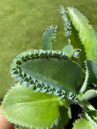 Mother Of Thousands Kalanchoe Kalanchoe Daigremontiana Mexican Etsy In 2020 Mexican Hat Plant Rare Succulents Live Plants