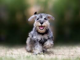 Puppies who don't get colostrum before they hit the two day old mark don't get the antibodies because their intestines stop absorbing the antibodies 48 hours. When Can A Puppy Go Outside Petmd