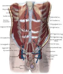 .elsevier, chapter abdomen, subchapter 24 topographic anatomy, guide: Anatomy Of The Lower Urinary Tract And Male Genitalia Abdominal Key