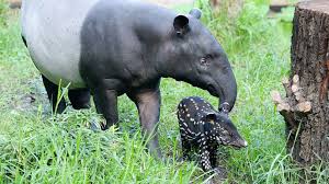 Free shipping on orders over $25 shipped by amazon. 14 Terrific Facts About Tapirs Mental Floss
