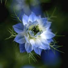 Mysterious Flowering Blue Flower Wallpaper Pretty Flowers Blue Flowers