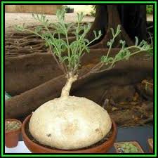 Image result for Raphionacme hirsuta